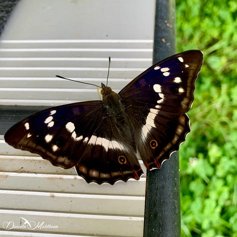 Purple Emperor