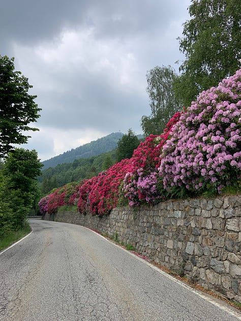 Rhododendrons flowering long the road sp 232 from Trivero (BI)