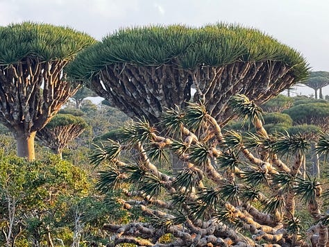 Dragon's Blood Tree