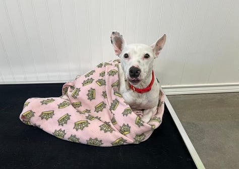 White dog with black spots in various poses