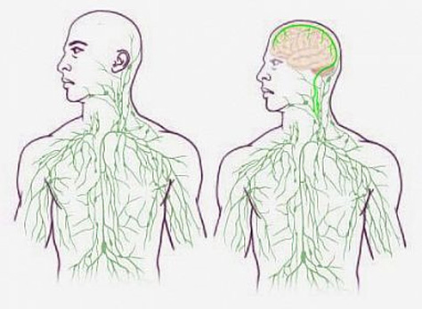 Glymphatic and CSF infrared healing