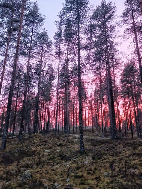 Rokuan kansallispuisto Pitkäjärvi