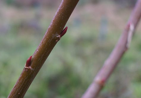 Violet willow bark, stems and pollard