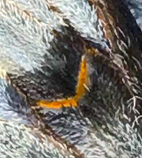Photos from the last week or so on my phone, a detail from a dead butterfly wing, an new memoir I've begun reading, the band line-up from Wong's Dragon Room in east San Diego county, little silver bird, rearview sunset La Jolla.