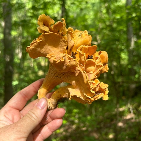 Three images depict bright yellow chanterelle mushrooms. In the first, a lone mushroom springs up from the ground. In the second, Nicole's hand holds a large, fluted chanterelle, and the third shows a trail of four mushrooms leading through the woods. 