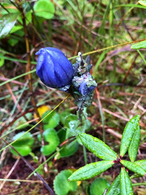 pictures of blue flowers