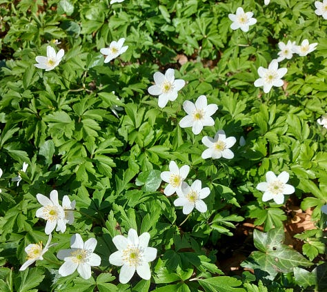 Wood anemones