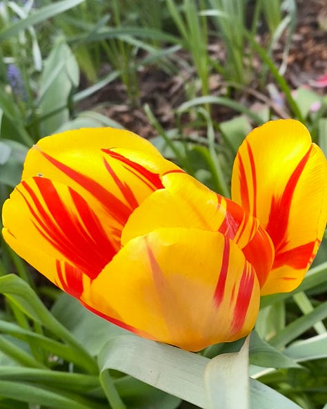 gorgeous tulips of many colors