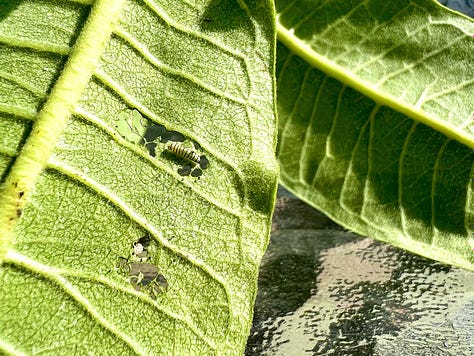 Monarch caterpillars on milkweed leaves.