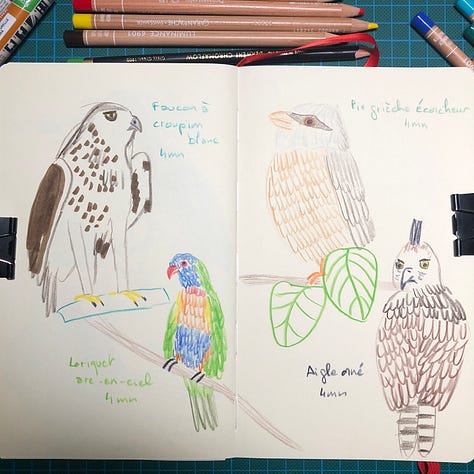 Photos des doubles pages de mon sketchbook où j’ai dessiné les oiseaux aux crayons de couleurs, crayon graphite et parfois un peu de marqueurs aquarelle. A côté de chaque dessin est noté le nom de l’oiseau et le temps consacré au dessin.