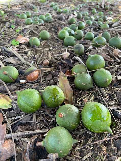 Images at different stages of the nut processing flow