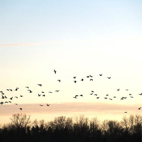 autumn trees, birds flying above trees, woman viewing mountain tops