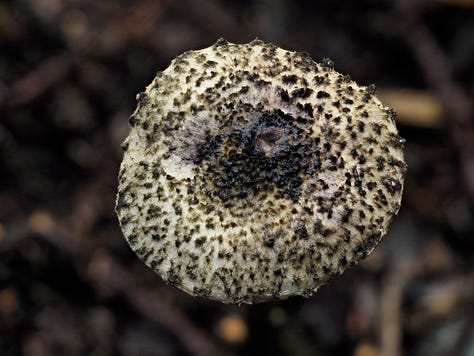 Lepiota sp.