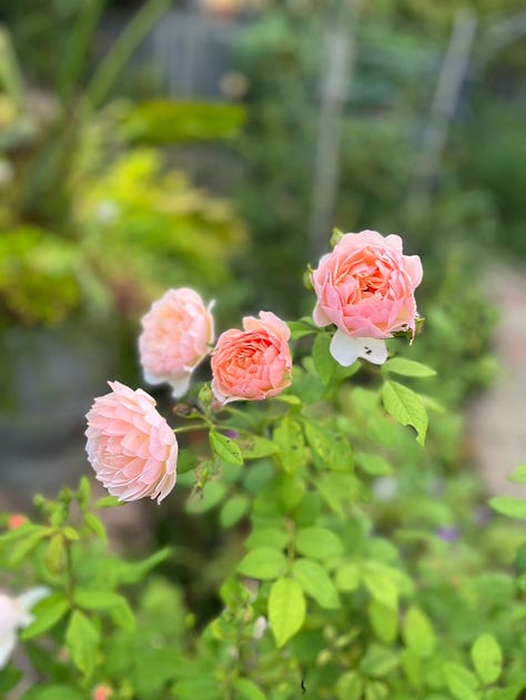 August roses and a white dahlia