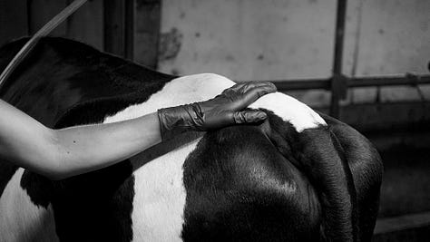 A gallery of photos of wiry woman farmer walking with her cows, bending over to pick something up as they enter the woods, coming into the barn, helping into the milking parlor, a sideshot of the farmer, her hand on one of the cows, sitting down to milk... all black and white