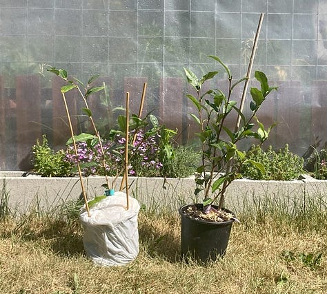 tea plants shipped to my home