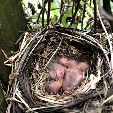Scruffy nest made from plant fibres, string and grass; blue speckled blackbird eggs in nest; three pink, tiny blackbird chicks