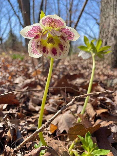 This yellow with a red eye is always one of the first Hellebores open each year. The pink is a gorgeous ruffled, and the white with red double was new last year. 