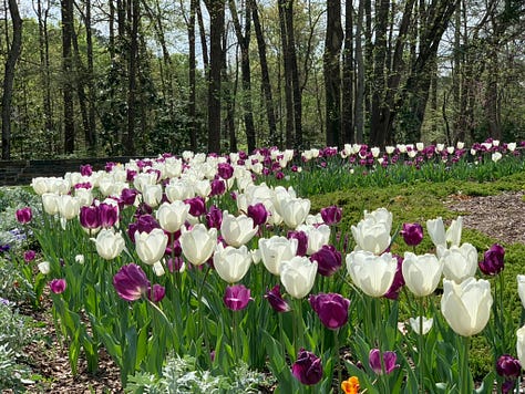 bright poppies, cherry blossoms, pink ladies, mountain laurels, red bud tree, paintbrushes, buttercups