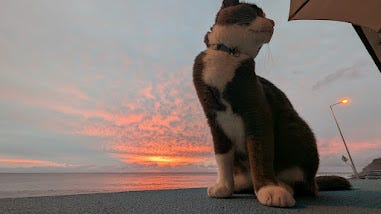 A collection of photos featuring a black kitty, a grey kitty, two orange kitties with golden eyes, a calico kitty, a white cream kitty, and the most dapper gentleman  of a cat. 