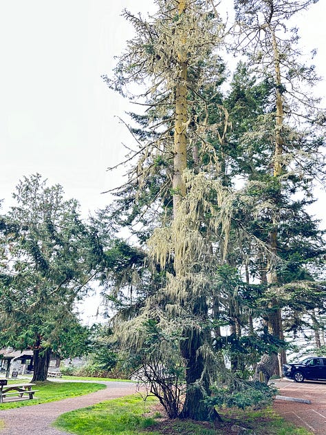 Trees in Skagit County