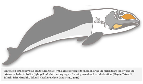 Toothed Whale Echolocation Organs Evolved from Jaw Muscles