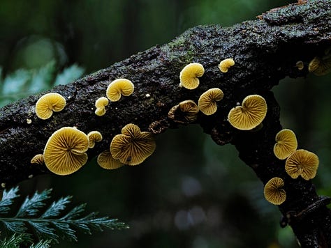Crepidotus parietalis