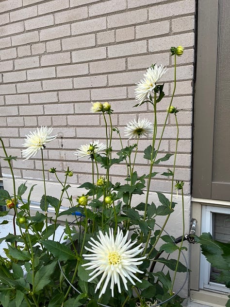 August roses and a white dahlia