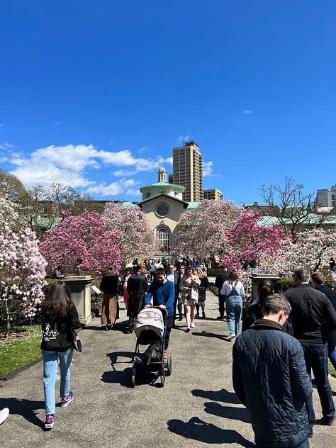 photos of cherry blossoms at the brooklyn botanic garden