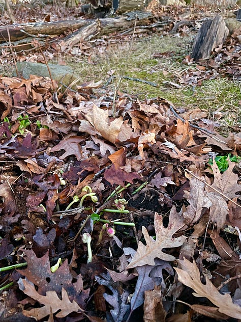 Cutting back Hellebore leaves: The plant before, leaves I removed, the flower buds after.