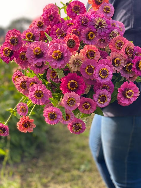 pastel zinnias from my breeding program