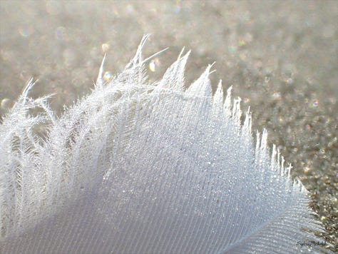 A series of three images zooms in on a white feather on a sparkling sandy beach.