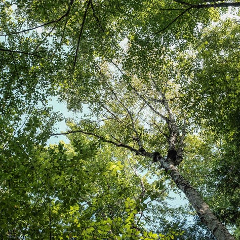 Trees, Tree Canopy