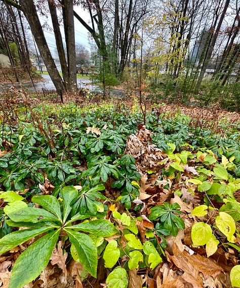 Woodland evergreens: Hellebore Hill is on a slope near the corner of our property. It contains many Epimediums and Helleborus. At the corner we have a small children's garden with a little gate and a mushroom. There are also a set of fairy houses and gnomes hidden in the well if you ever stop by for a playtime visit. 