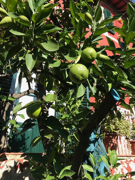 Lemons and limes thrive in busy gardens clinging to the sides of the hilltop village.