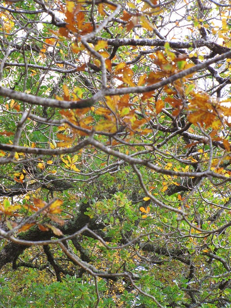 Images show the different colours of fall in the Atlantic rainforest of western Scotland. The autumnal yellow, reds, and browns are pronounced. In some photographs the branches are silhouetted against a steel grey sky.