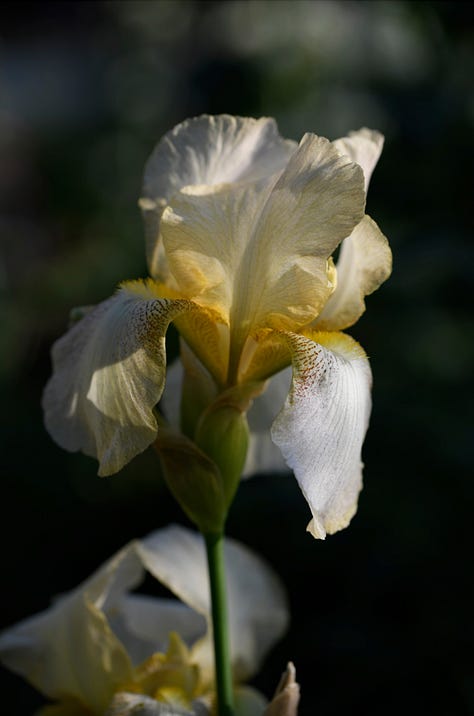 different coloured irises