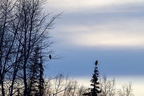 Eagles in trees