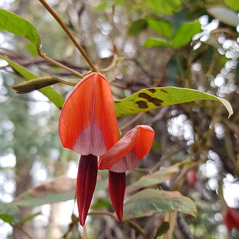 9 photos of Native Australian flowers and plants