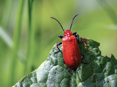 A meadow brown butterfly on a thistle flower, a great willowherb wildflower, and a red-headed cardinal beetle