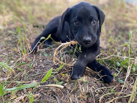 Black labrador pups