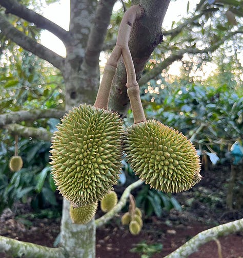 tropical fruit 