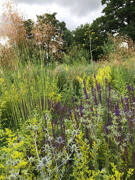 Loose perennial and biennial planting at Oxford Botanic Garden