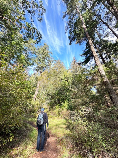 Trees in Skagit County