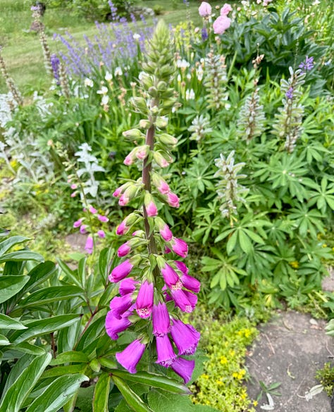 Foxglove, lupine, iris, roses, peonies, and rhododendron.