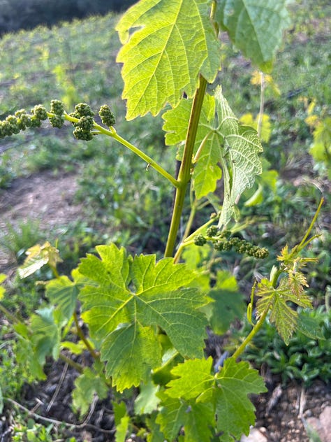 inflorescence Sardinia vineyard