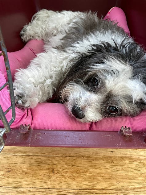 Picture of a maltese dog resting his head on a donut pillow, a havanese dog sleeping in a crate, and a close up of a derpy cat.