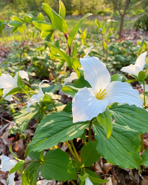 Trillium, Bluets and Erythroniums are native plants that all benefit from some clearing away of debris