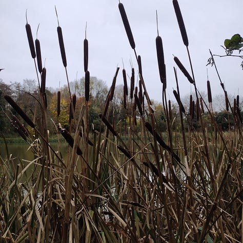Mottled, autumnal Bramble leaves; naturally dyed crepe paper in yellows, golds, greens, greys; bulrushes at the pond