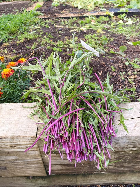 A variety of crops from the community garden